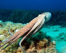 An octopus swimming with its round body to the front, its arms forming a streamlined tube behind