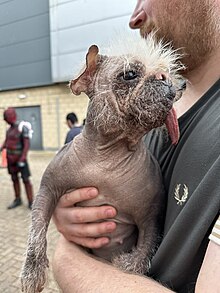 A dog with grey skin and sparse white hair being held in a man's arms. The dog's tongue hangs out of its mouth.