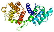 Protein ACTN3 PDB 1tjt.png