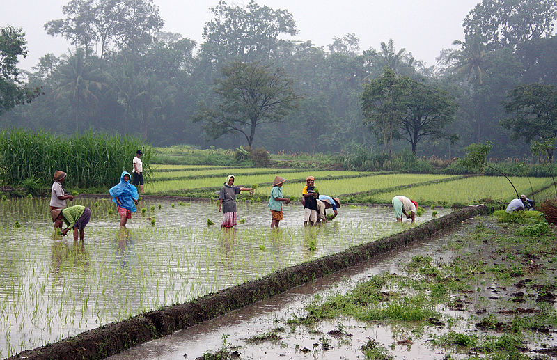 File:Rice plantation in Java.jpg