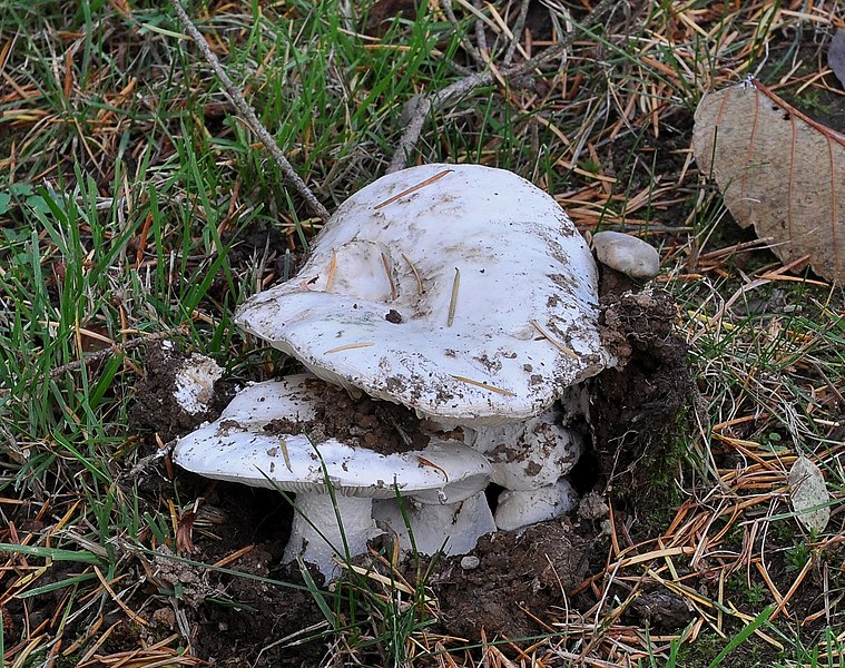 File:Russula brevipes.JPG