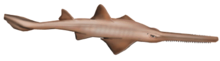 Логотип программы Sawfish