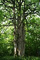 Quercus petraea Sessile Oak in Sivry-Rance (Belgium).