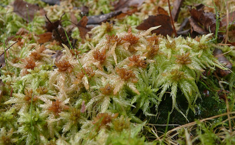 File:Sphagnum palustre 051107.jpg