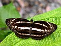 Sullied Sailor, (Neptis soma) @ Jairampur, Arunachal Pardesh, India.