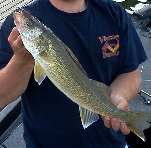 File:Walleye Fishing (8423020401).jpg