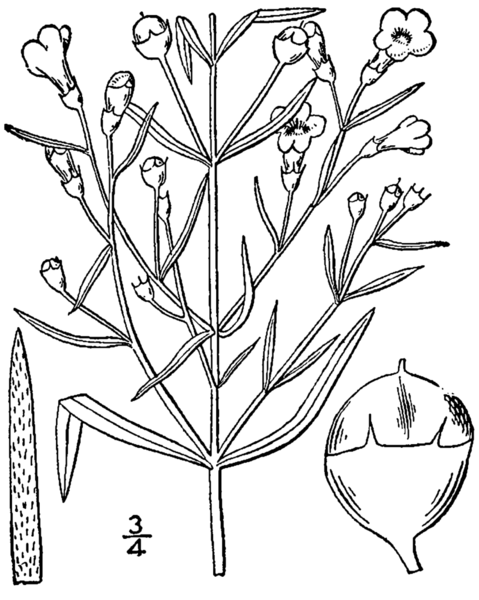 File:Agalinis tenuifolia macrophylla drawing.png