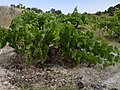 Grapevine of Airen, the most planted vat grape in the world