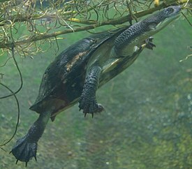 Chelodina longicollis