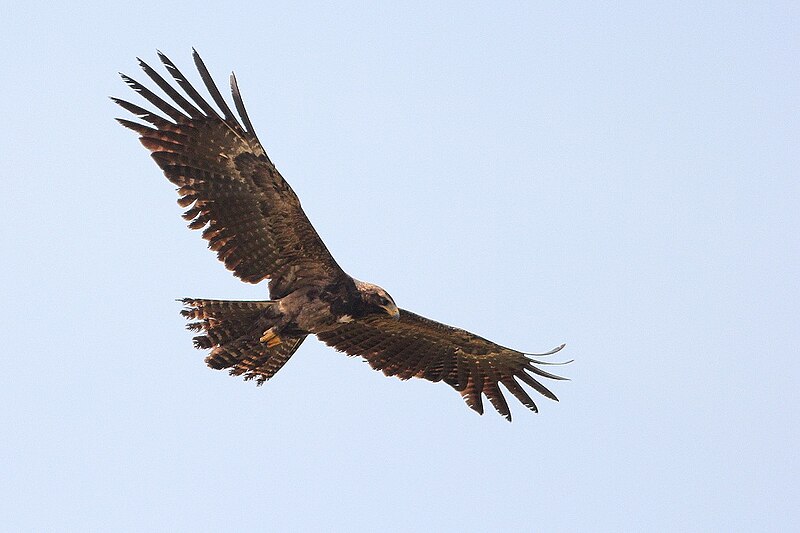 File:Black Eagle in Kaggalipura.JPG