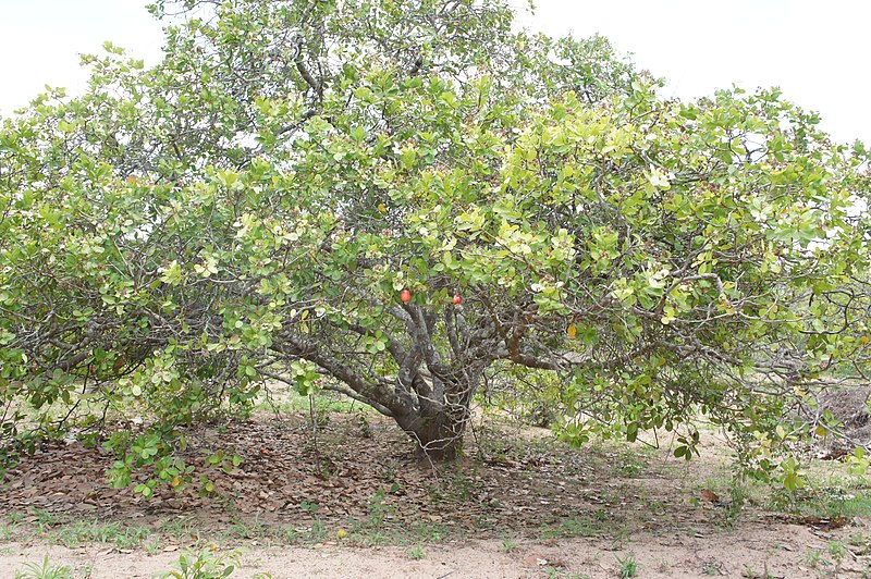 File:Cajueiro Meconta.jpg