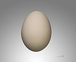 Egg of Ciconia abdimii - Muséum de Toulouse