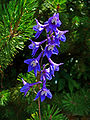 Живокость высокая (Delphinium elatum)