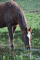 A horse drinking near Downpatrick