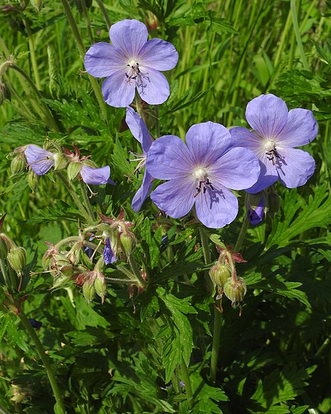 Файл:Geranium pratense 5 RF.jpg