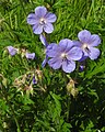 Герань луговая (Geranium pratense)