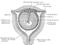 Sectional plan of the gravid uterus in the third and fourth month.