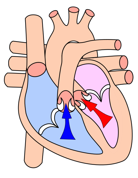 File:Heart systole.svg