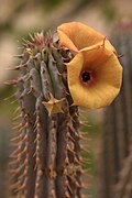 Hoodia parviflora