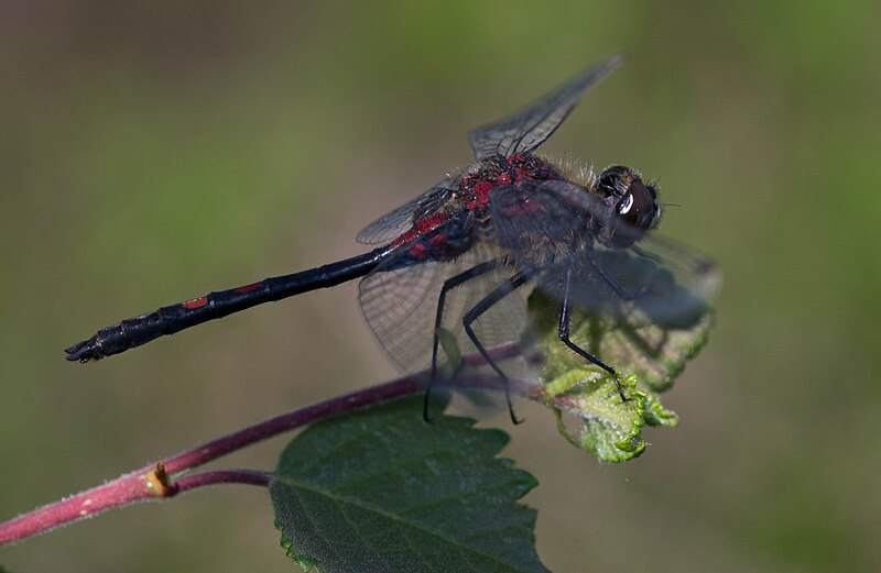 File:Leucorrhinia dubia.jpg