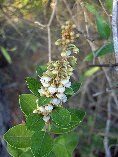 File:Lyonia fruticosa (2969176945).jpg