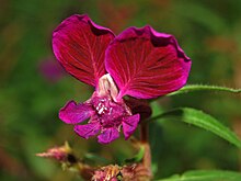 Lythraceae - Cuphea lanceolata.JPG