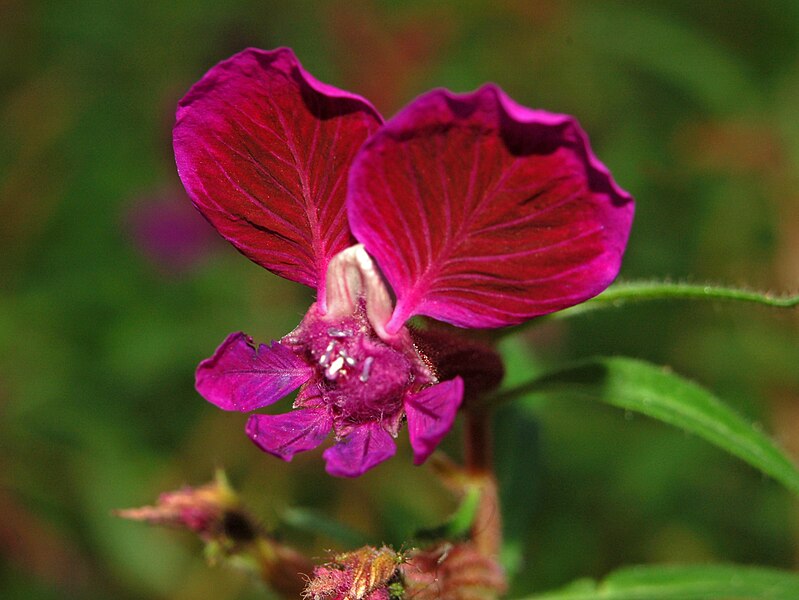 File:Lythraceae - Cuphea lanceolata.JPG