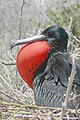 Male Frigate bird.