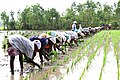 Agricultural workers involved in Rice planting. Rice production in India reached 102.75 million tons in 2011–12.[citation needed]