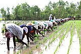 A2 Agricultural workers involved in Rice planting. Rice production in India reached 102.75 million tons in 2011–12.