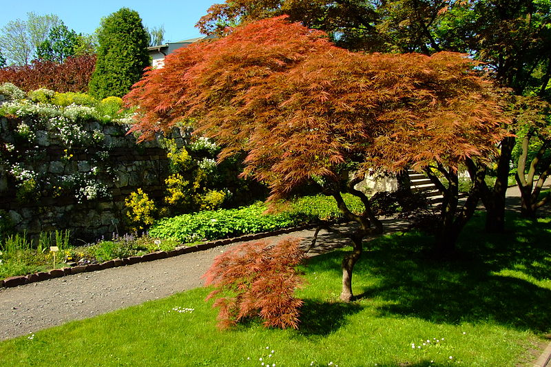 File:Ogród Botaniczny 002.JPG