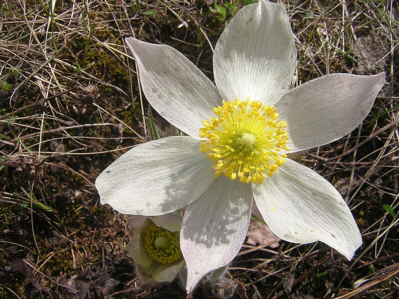 Файл:Pulsatilla patens2.JPG