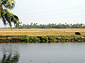 Paddy field in Kerala