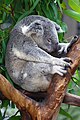 A sleeping Koala at the San Diego Zoo, California, USA