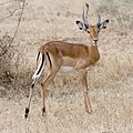 Image 2 Impala Photo: Ikiwaner The impala (Aepyceros melampus) is a medium-sized African antelope. The name comes from the Zulu language. They are normally reddish-brown, with lighter flanks, white underbellies, and a characteristic "M" marking on the rear. Males have lyre-shaped horns, which can reach up to 90 cm (35 in) in length. They are strong jumpers, able to reach distances more than 10 m (33 ft) in a single bound. They are also fast runners, capable of reaching speeds up to 90 km/h (56 mph). More selected pictures