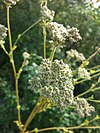 Moon carrot flowers