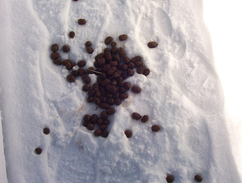 File:Snowpoop.JPG