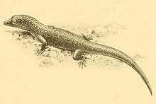 Sphaerodactylus argus 01-Barbour 1921.jpg