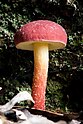 23 - Boletellus obscureococcineus (confirmed at mushroom observer)