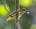 Thumbnail for Yellow-breasted flowerpecker