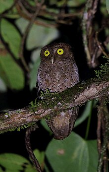 Andaman Scops Owl.jpg