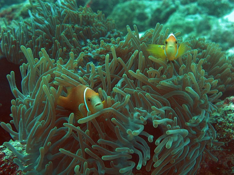 File:Anemone fish Lakshadweep.jpg