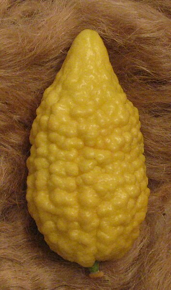 Archivo:Balady citron (Braverman cultivar).jpg