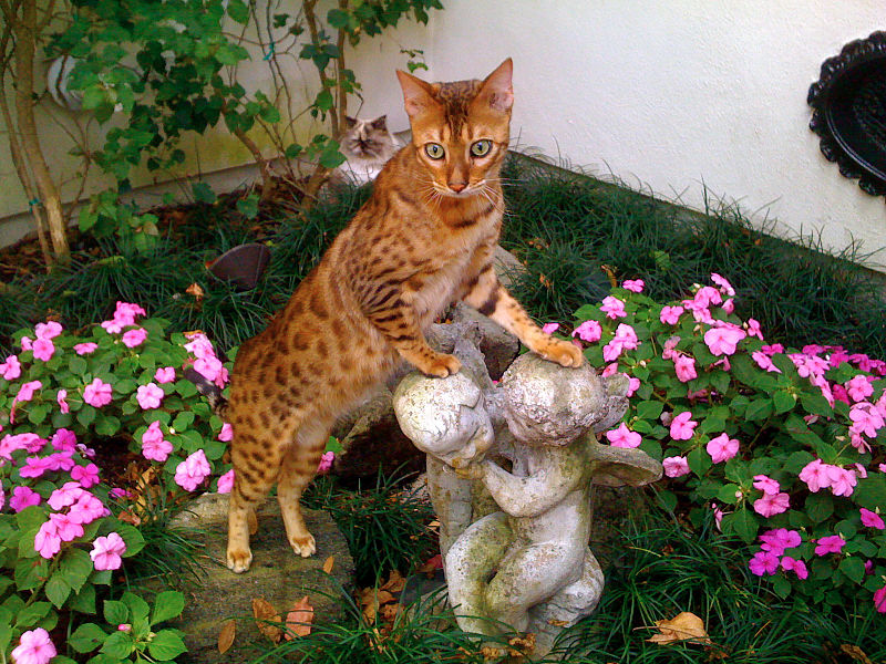 File:Bangie the Bengal Cat.jpg