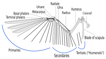 A illustration of the skeleton of a bird wing, with lines indicating where feather shafts would attach