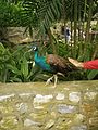 A peacock