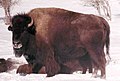 Bison in winter, Alberta