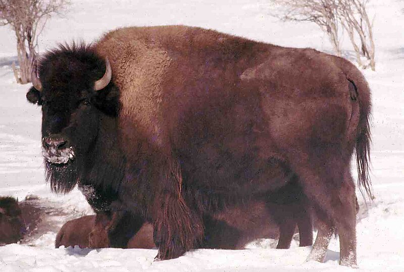 File:Bison - Alberta, 1971.jpg