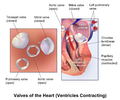 Illustration of the valves of the heart when the ventricles are contracting