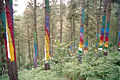 Bosque de Oma, en Urdaibai de Agustín Ibarrola.